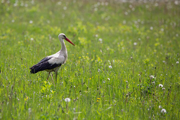 Stork walking on the green summer field with dandelions.