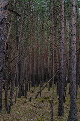 Naklejka premium Pine forest. Many tall coniferous trees