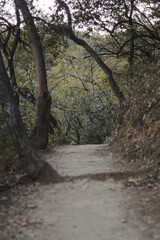 A road in the middle of the forest.
--
Un camino en medio del bosque