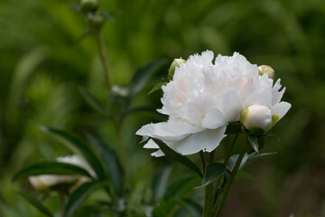 very light pink-white peony flower in the garden