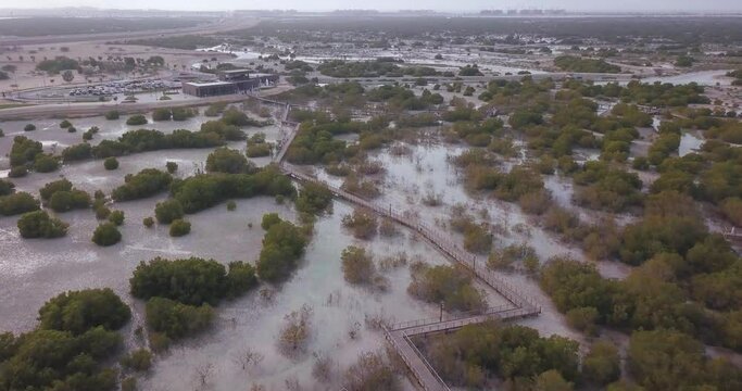 Aerial View of Jubail Mangrove Park, Natural Reserve of Abu Dhabi,  United Arab Emirates, Drone Shot