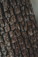 Foto vertical de textura de árbol de cerca