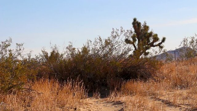 A desolate and peaceful shot of some desert bushes blowing in the wind out by the Mojave in California. It is just passed day break on June 2nd 2021.