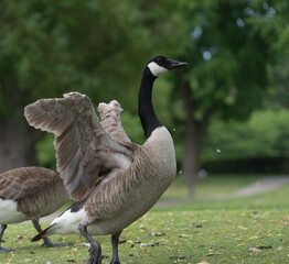 Naklejka na ściany i meble Canada geese (Branta canadensis) stretching with wings out near a pond