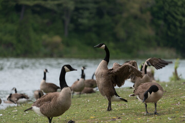 Canada geese (Branta canadensis) stretching with wings out near a pond