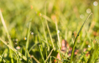 grass green nature plant summer