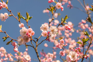 spring flower sakura blossom cherry