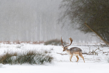 Fallow deer (Dama dama) walking during snowfall in a snow covered landscape - Dunes of Amsterdam, The Netherlands