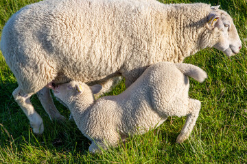 Lamm saugt bei der Mutter auf dem Deich auf Rømø in Dänemark