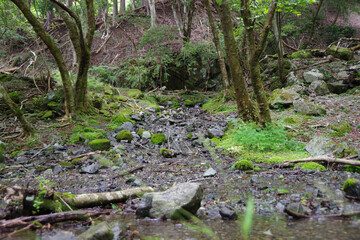 moss on the rocks