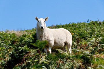 Goat in the mountains 2