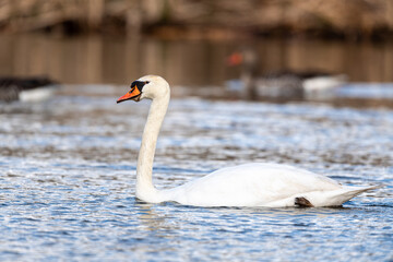 Mute swan (Cygnus olor) swimming in a lake. In the background is an out of focus graylag goose