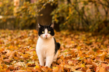 Naklejka na ściany i meble cat kitten in wild nature fall