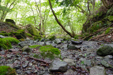 moss covered rocks