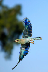 European Roller in flight