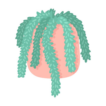 Cartoon urban jungle isolated houseplant in a clay or ceramic pot Morgan sedum. Growing a burros tail plant in the interior of the house.