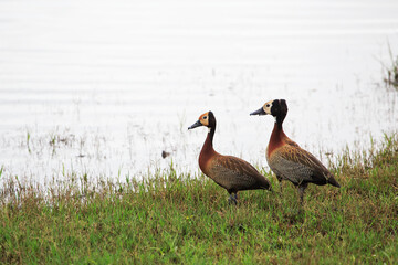 Pair of juvenile White-faced Ducks