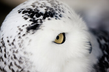 シロフクロウ
Bubo scandiacus
Nyctea scandiacus