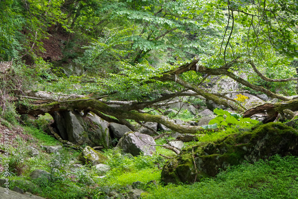 Wall mural tree in the forest