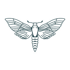 Outline moth drawing. Isolated butterfly icon. Contour insect template. Magician linear template