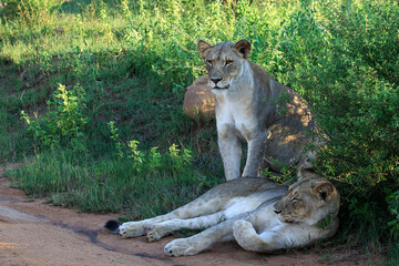Two lionesses