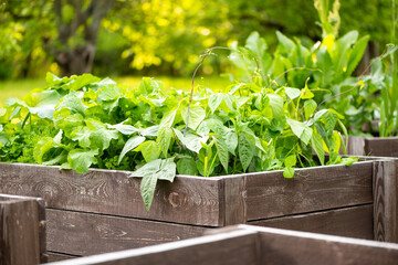 Gardening. Growing vegetables in a wooden garden box. Growing beans, radishes, dill and other...