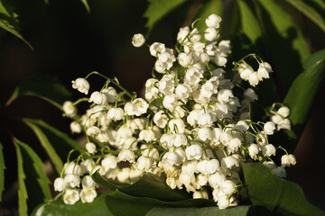 A bouquet of delicate lily-of-the-valley flowers in the garden.