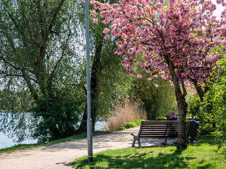 Kirschblütenfest in Werder an der Havel
