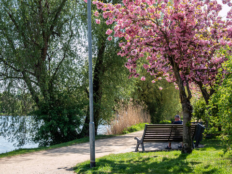 Kirschbl&uuml;tenfest in Werder an der Havel