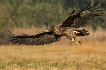 Young white-tailed eagle, haliaeetus albicilla, flying low above a meadow in autumn nature....
