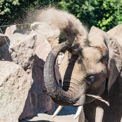 Elefant