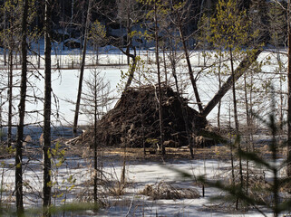 One beaver lodge in shore of a flooded lake during spring time, cut trees visible with some open water