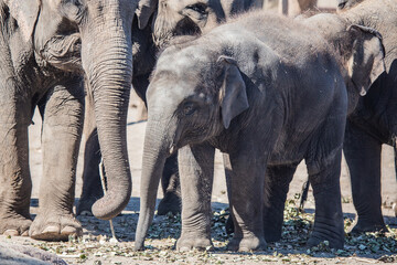 Naklejka premium Elefant
