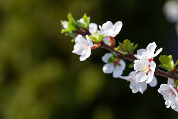 Cherry blossom spring tree