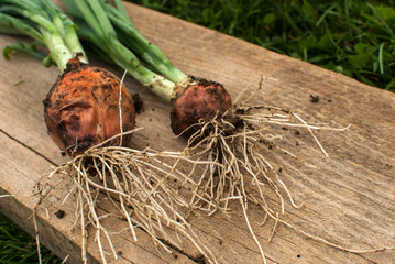 Freshly picked from vegetable bed organic onions closeup on wooden board