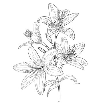 Outline linear art of blooming lily. Hand drawn lilies flower isolated Vector illustration.