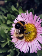 bumblebee on flower