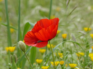red poppy in the field