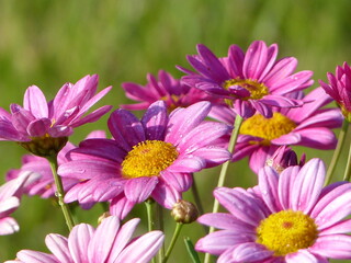 pink and white flowers