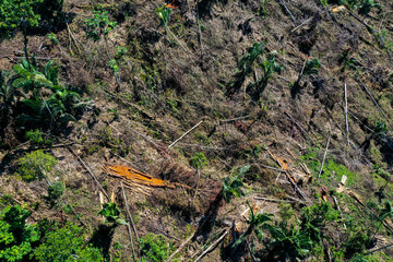 Deforestation concept: Planks have been cut and layed down on the ground with the surrounded forest cut down and only dead tree trunks visible