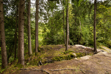 tree in the forest
