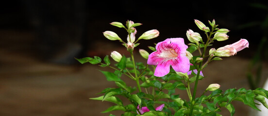 Naklejka premium spring flowers in the garden