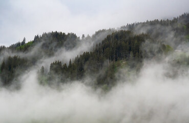 Foggy swiss alpine landscape -  forest in mist