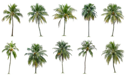 Fototapeta na wymiar Set of coconut and palm trees isolated on white background, Suitable for use in architectural design, Decoration work, Used with natural articles both on print and website.