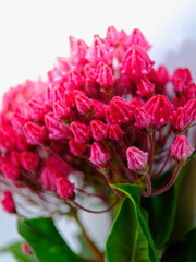 Mountain Laurel pink flower buds over green leaves. Clusters of pink blossoms close up.