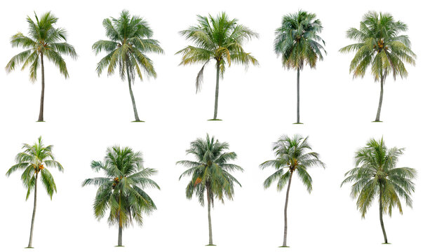 Set of coconut and palm trees isolated on white background, Suitable for use in architectural design, Decoration work, Used with natural articles both on print and website.