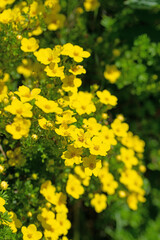 Obraz premium Blühender Fingerstrauch, Potentilla fruticosa, im Frühling