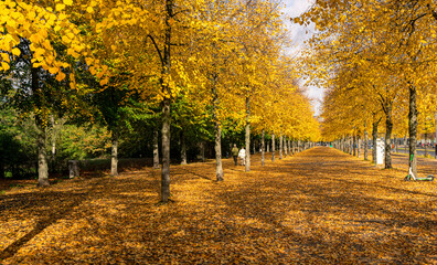 herbstliche Bäume in der Stadt