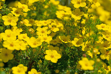 Obraz premium Blühender Fingerstrauch, Potentilla fruticosa, im Frühling