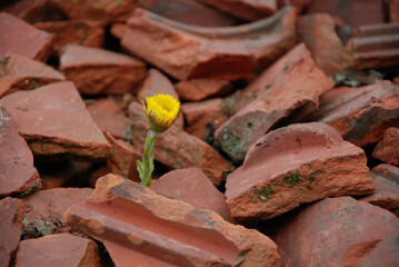 Persistent flower growing from the house ruins